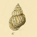 Sivun Alvania cimicoides (Forbes 1844) kuva