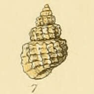 Image of Alvania zetlandica (Montagu 1816)