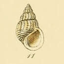 Image of Alvania testae (Aradas & Maggiore 1844)