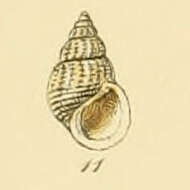 Alvania testae (Aradas & Maggiore 1844)的圖片
