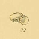 Image of Skenea serpuloides (Montagu 1808)