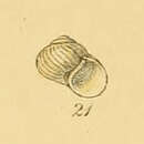 Moelleria Jeffreys 1865 resmi