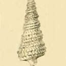 Image of Cerithiella metula (Lovén 1846)
