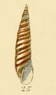 Image of Eulima glabra (da Costa 1778)