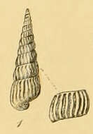 Image de Turbonilla lactea (Linnaeus 1758)