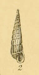 Image de Turbonilla acuta (Donovan 1804)