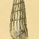 Image of Turbonilla pusilla (Philippi 1844)