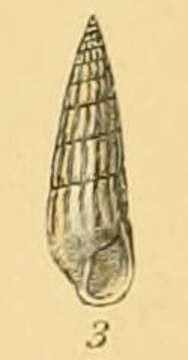 Image of Turbonilla pusilla (Philippi 1844)