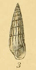 Image de Turbonilla pusilla (Philippi 1844)