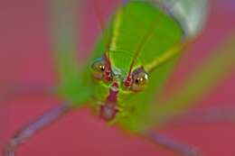 Image of Giant Katydid