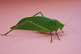 Image of Giant Katydid