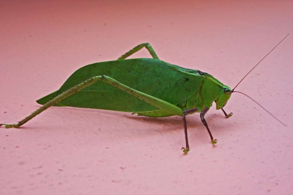 Image of Giant Katydid