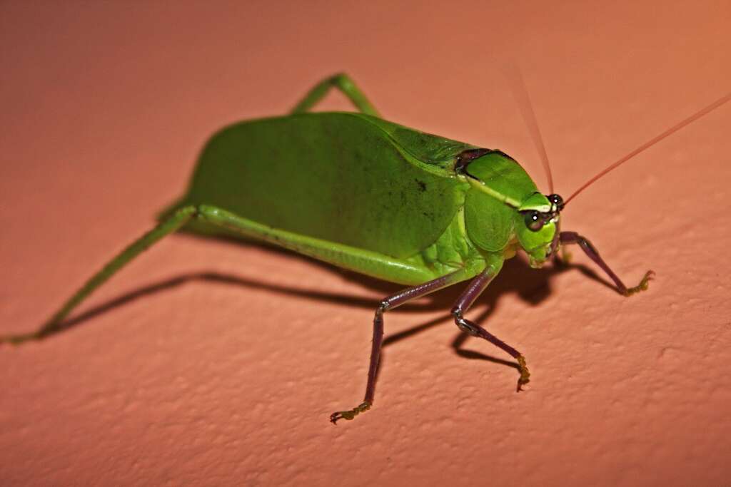 Image of Giant Katydid