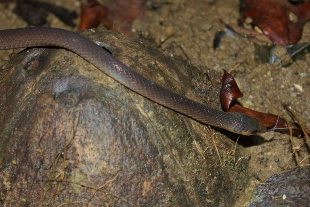 Image of Non-banded Philippine Burrowing Snake