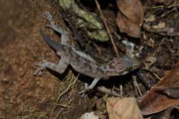 Image of Annulated Bow-fingered Gecko