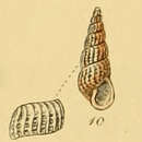 Image of Parthenina clathrata (Jeffreys 1848)