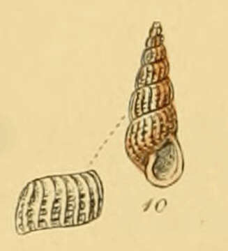 Image de Parthenina clathrata (Jeffreys 1848)