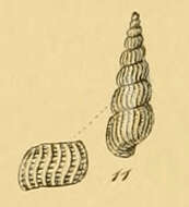 Image de Parthenina indistincta (Montagu 1808)