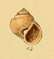 Image of unspotted moonsnail