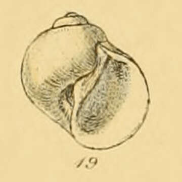 Image of Tectonatica pusilla (Say 1822)