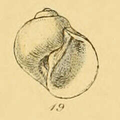 Image de Tectonatica pusilla (Say 1822)