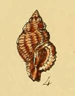 Image of Ocinebrina Jousseaume 1880