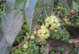 Image de Phyllanthus puberus (L.) Müll. Arg.