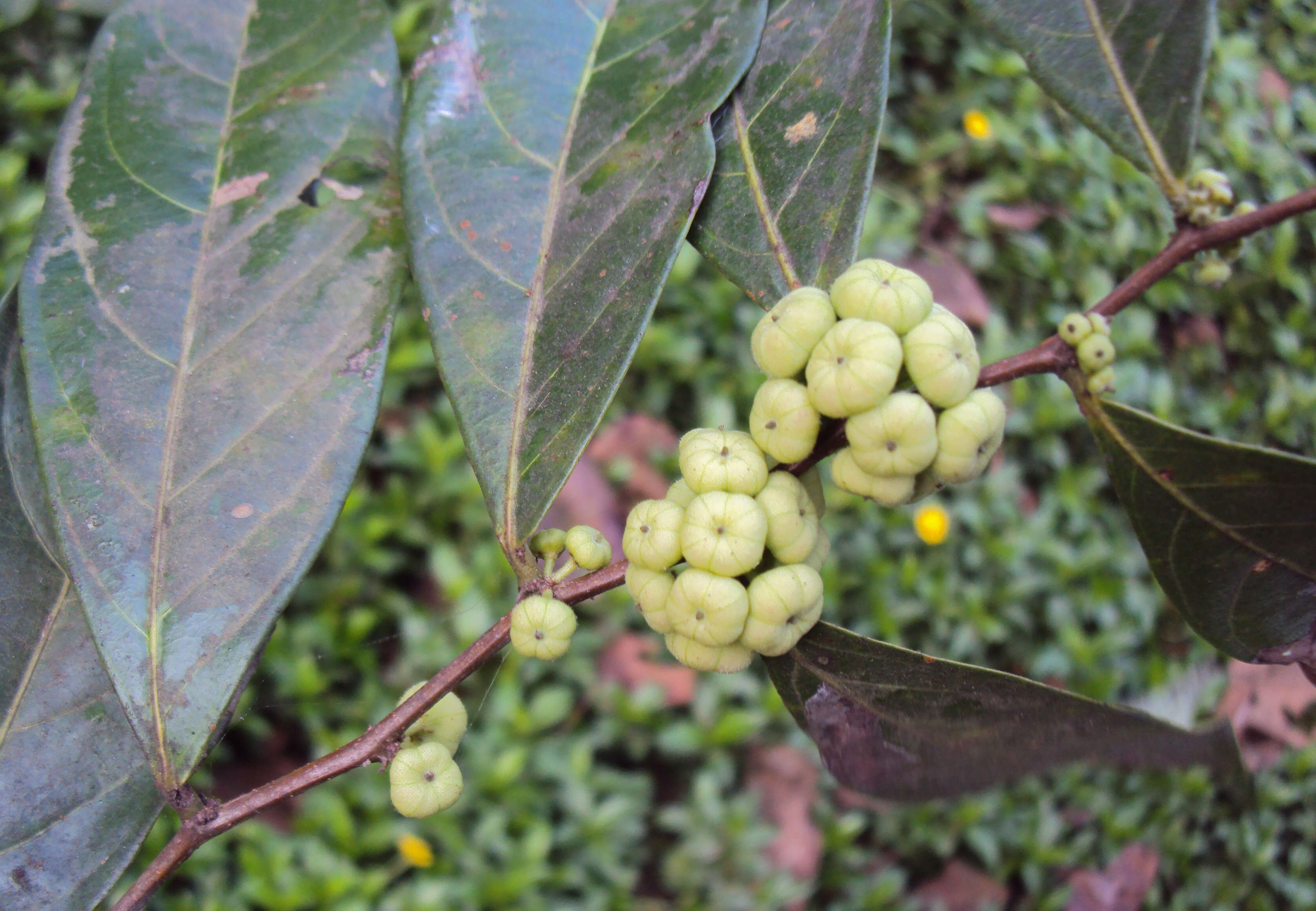 Image de Phyllanthus puberus (L.) Müll. Arg.