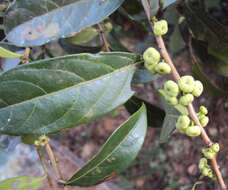 Image de Phyllanthus puberus (L.) Müll. Arg.