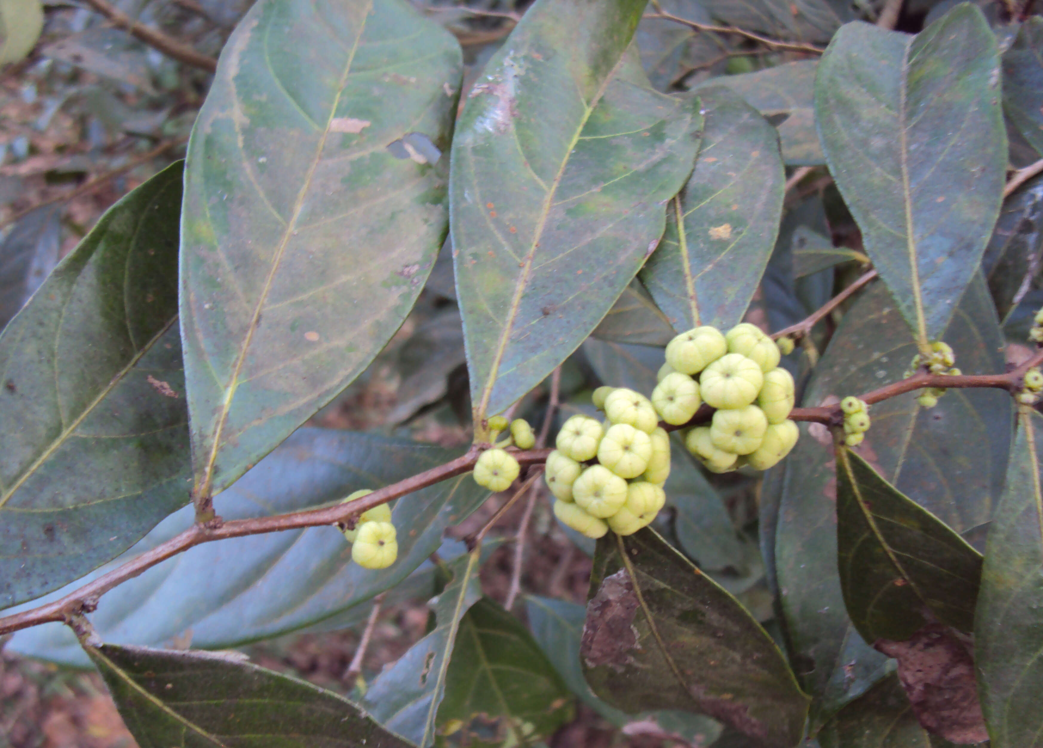 Image de Phyllanthus puberus (L.) Müll. Arg.