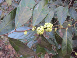 Image de Phyllanthus puberus (L.) Müll. Arg.