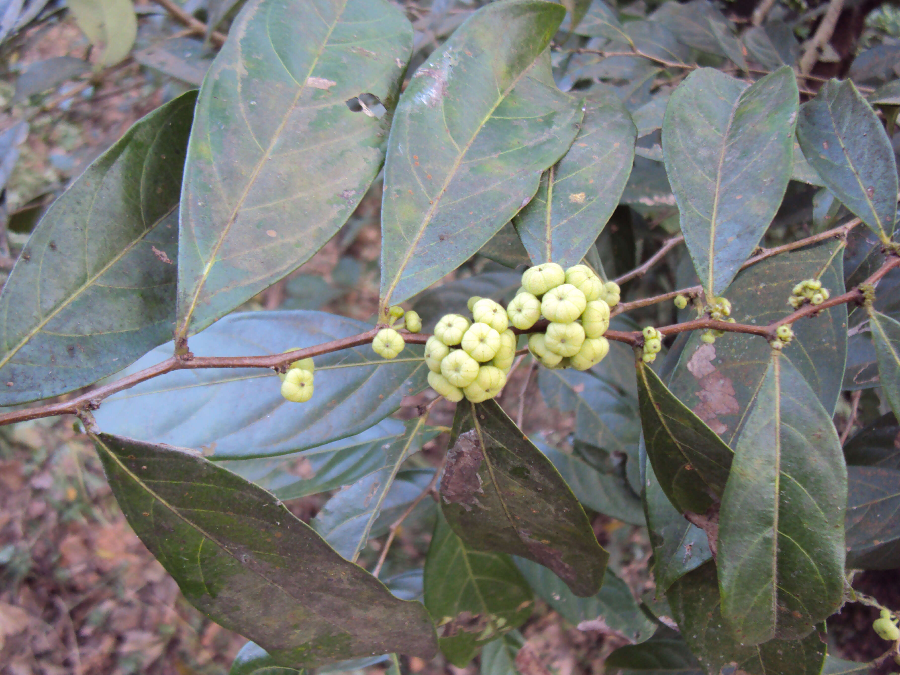 Image de Phyllanthus puberus (L.) Müll. Arg.