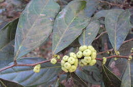 Image de Phyllanthus puberus (L.) Müll. Arg.