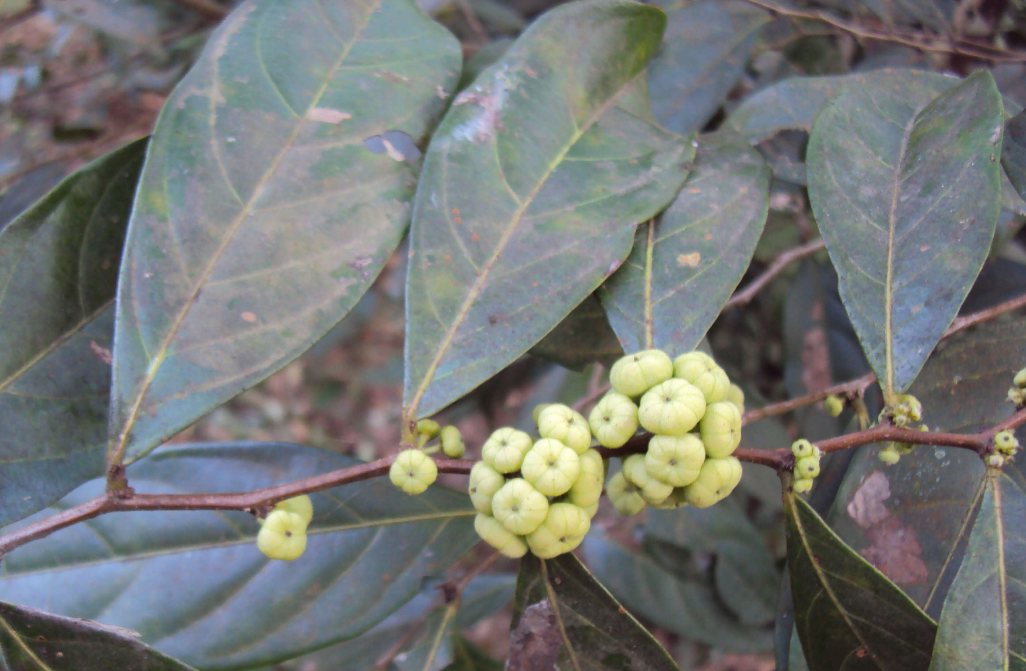 Image de Phyllanthus puberus (L.) Müll. Arg.