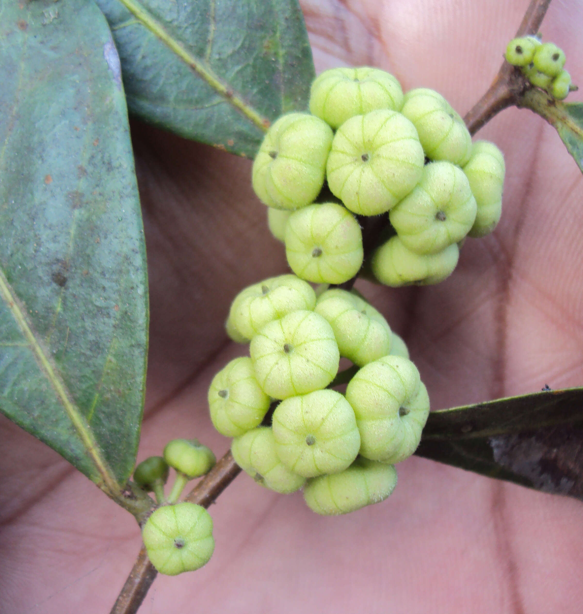 Image de Phyllanthus puberus (L.) Müll. Arg.