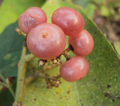 Image of Glycosmis pentaphylla (Retz.) Correa