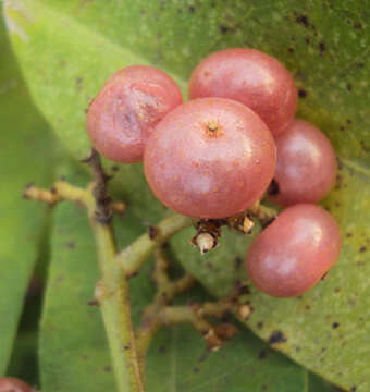 Image of Glycosmis pentaphylla (Retz.) Correa