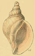 Image of Norway whelk