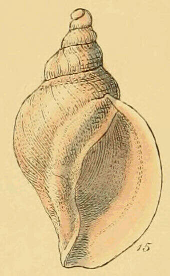 Image of Norway whelk