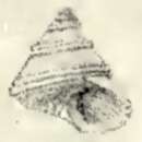 Слика од Calliostoma irisans Strebel 1905