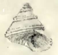 Sivun Calliostoma irisans Strebel 1905 kuva