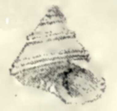 Image of Calliostoma irisans Strebel 1905