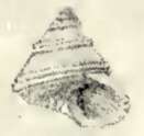 Image de Calliostoma irisans Strebel 1905