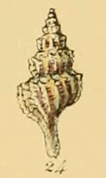 Image of Trophonopsis Bucquoy & Dautzenberg 1882