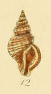 Image of Raphitoma Bellardi 1847