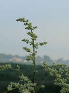 Image of Artemisia lactiflora Wall. ex DC.