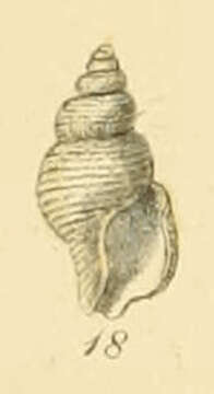 Image of Thesbia nana (Lovén 1846)