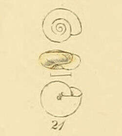 صورة Vitrea crystallina (O. F. Müller 1774)