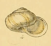 Image of Kentish gardensnail