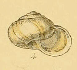 Image of Kentish gardensnail